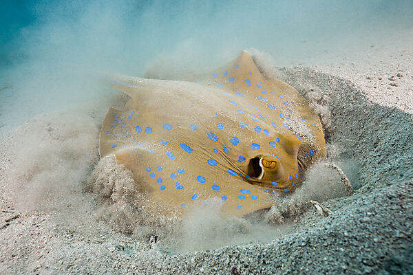Bluespotted Ribbontail Ray digging for Prey