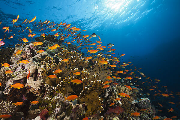 Lyretail Anthias over Reef