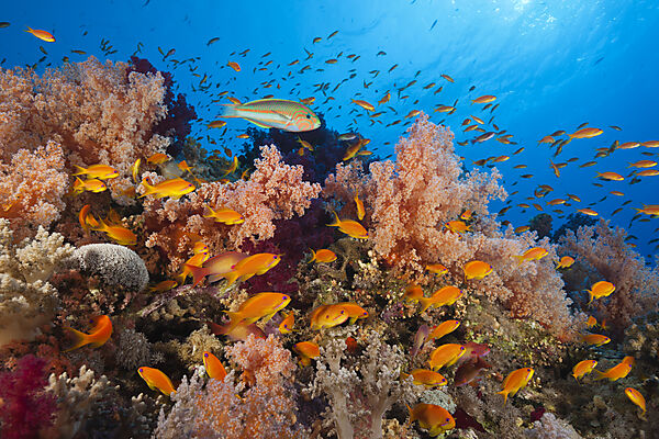 Lyretail Anthias over Reef