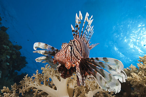 Lionfish over Coral Reef