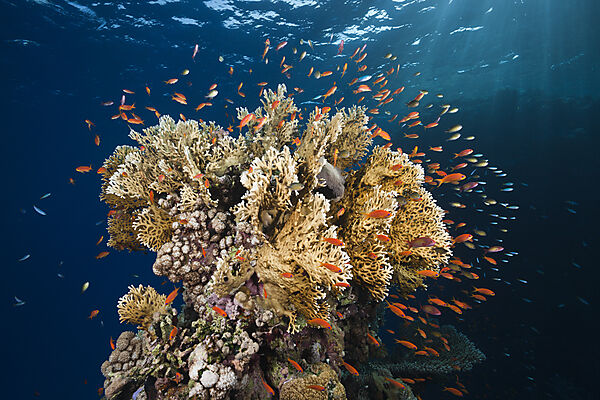 Lyretail Anthias and Fire Corals