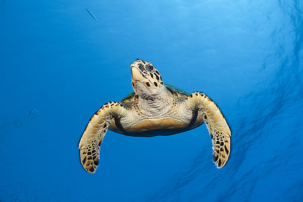 Hawksbill Sea Turtle