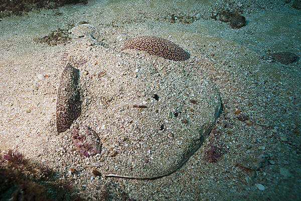 Torpedo Ray hiding in Sand