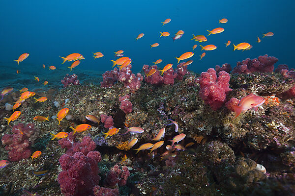 Lyretail Anthias over Coral Reef