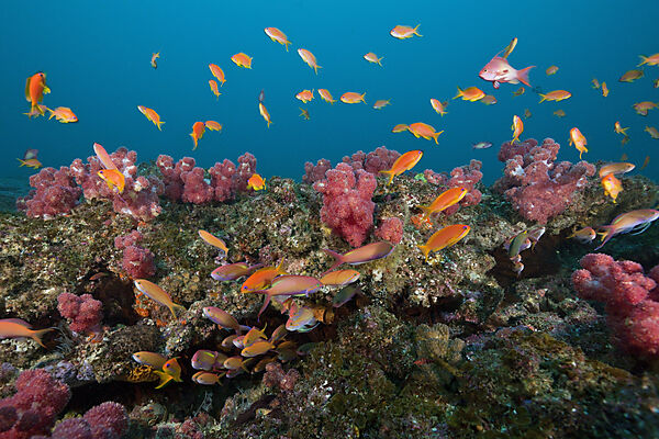 Lyretail Anthias over Coral Reef