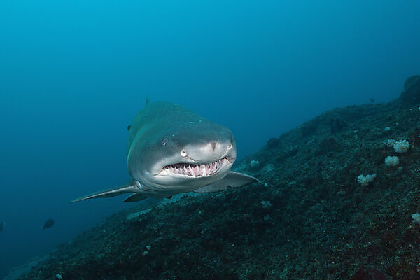 Sand Tiger Shark