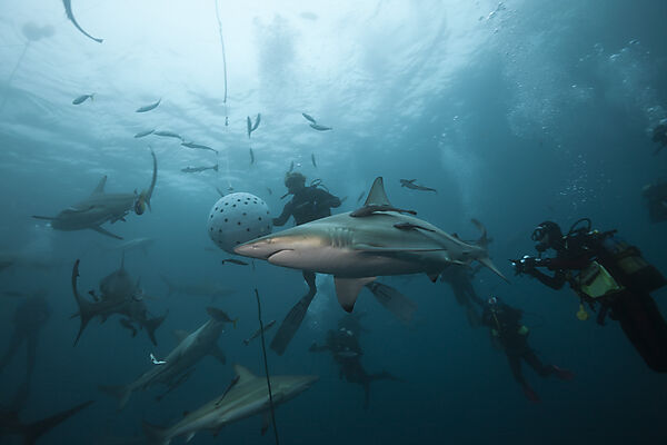 Blacktip Sharks