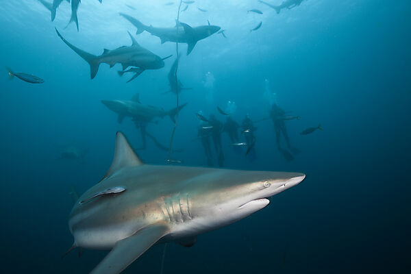 Blacktip Sharks