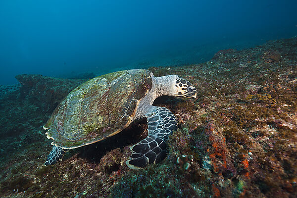 Hawksbill Sea Turtle