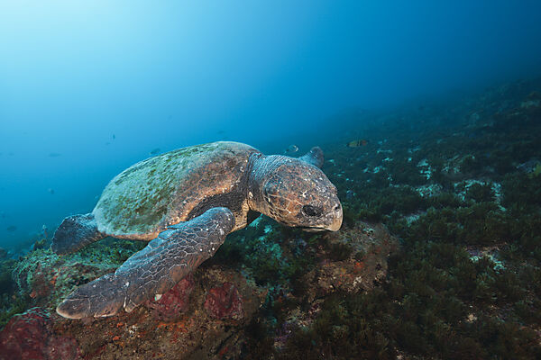 Loggerhead Sea Turtle