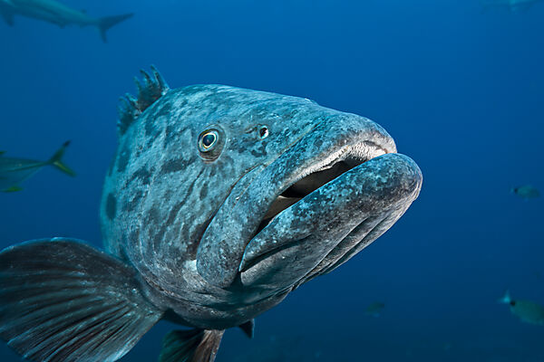 Potato Grouper