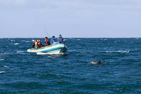 Touristen bei Delfin-Beoabachtung