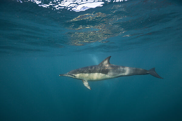 Gemeiner Delfin