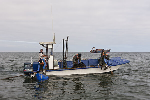 Oyster Farming in Walvis Bay