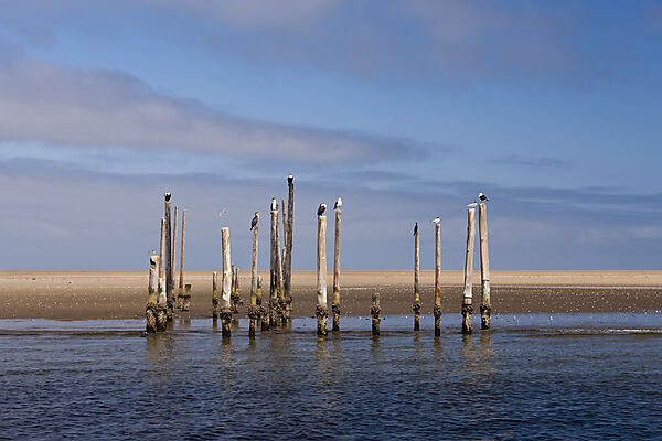 Seevoegel auf altem Pier