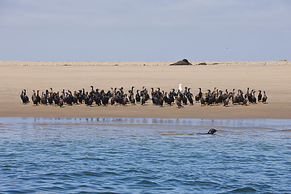 Kapscharben ruhen Sandbank