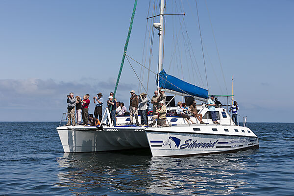 Tourists during Dolphin watching tour