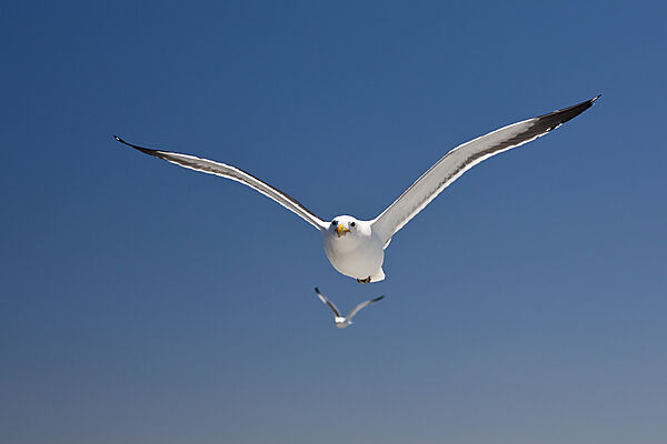 Dominikanermoewe im Flug