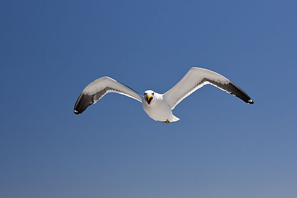 Dominikanermoewe im Flug