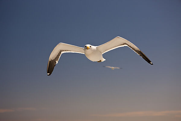 Dominikanermoewe im Flug