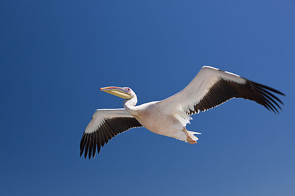 Rosapelikan im Flug