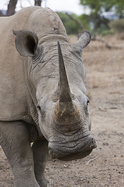 Breitmaulnashorn