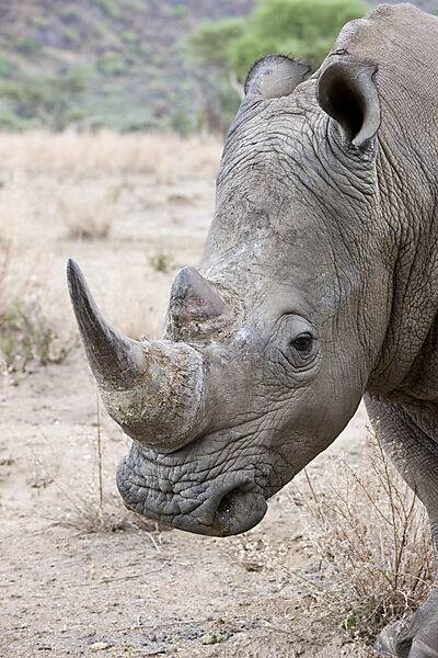 Breitmaulnashorn