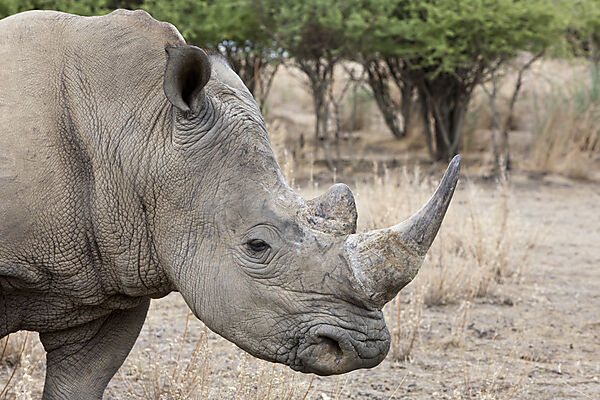 Breitmaulnashorn