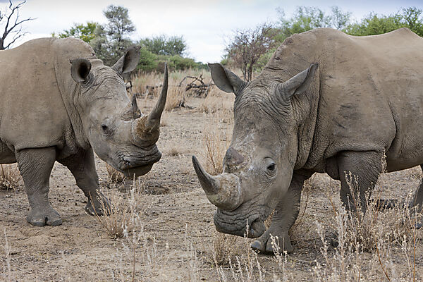 Breitmaulnashorn