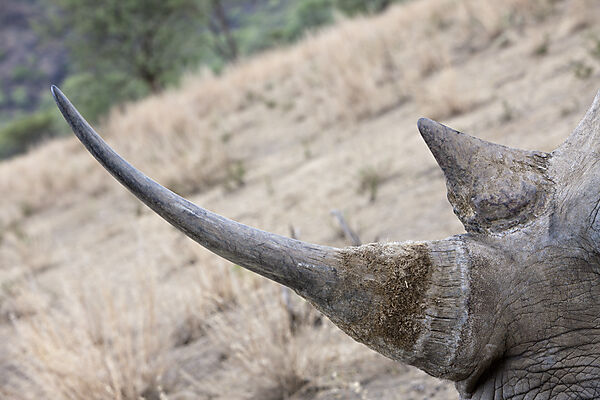 Horn eines Breitmaulnashorn
