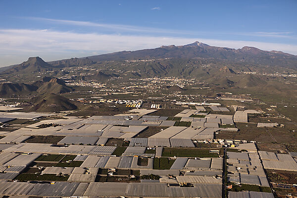 Plantations in South of Tenerife