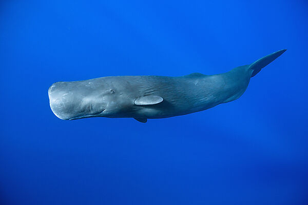 Sperm Whale