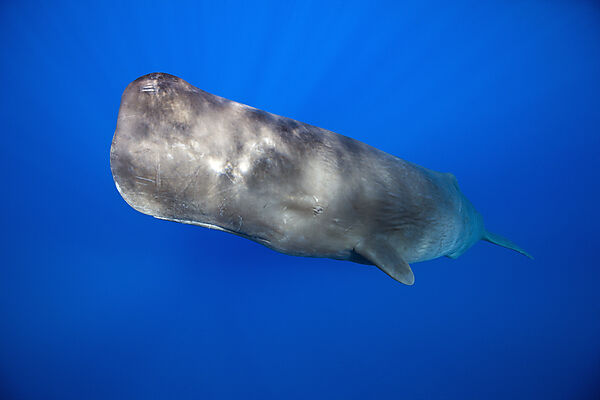 Sperm Whale