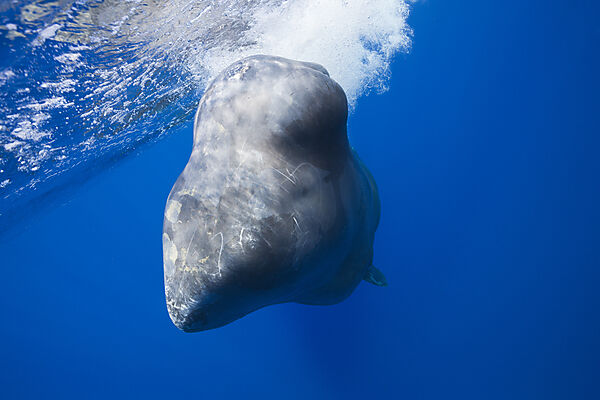 Sperm Whale
