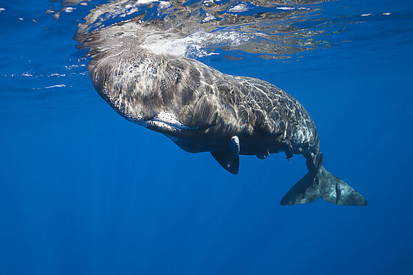 Sperm Whale