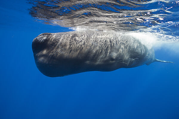 Sperm Whale