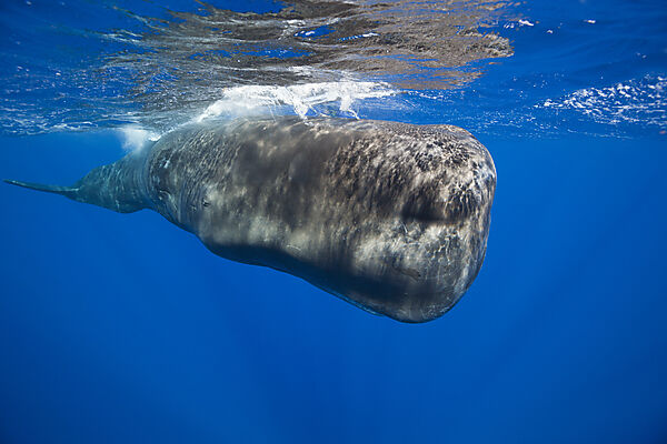 Sperm Whale