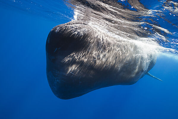 Sperm Whale