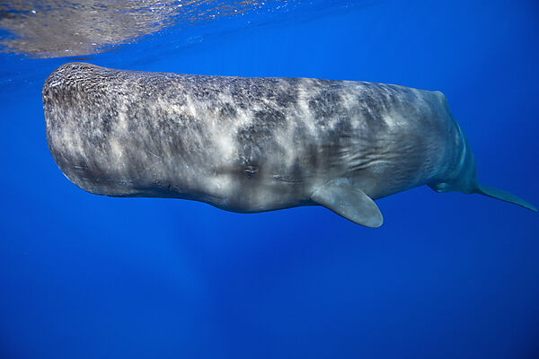 Sperm Whale