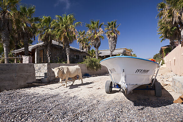Cattle at Beach of Cabo Pulmo