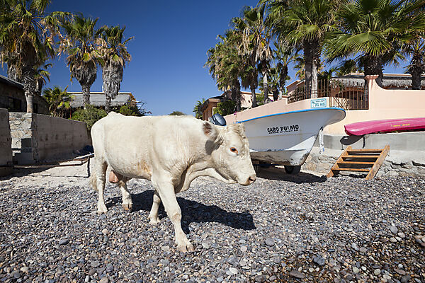 Cattle at Beach of Cabo Pulmo