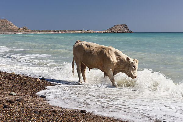 Hausrind am Strand von Cabo Pulmo