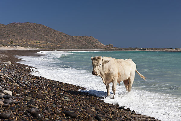 Hausrind am Strand von Cabo Pulmo