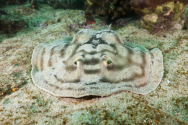 Reticulated Round Ray