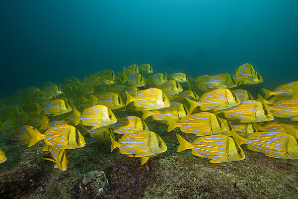 Shoal of Panamic Porkfish