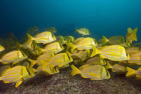 Shoal of Panamic Porkfish