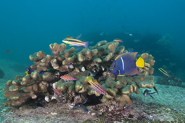 Various Coral Fish