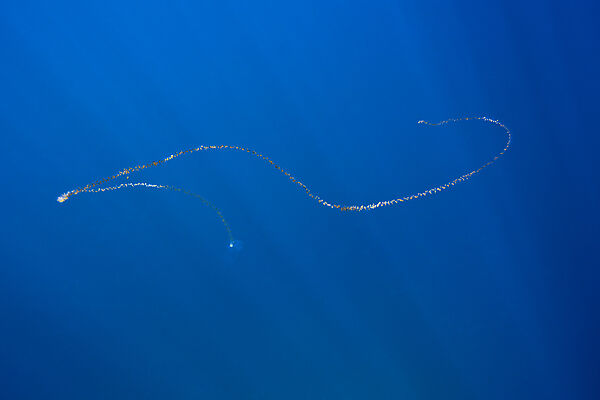 Chain of Salps