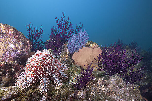 Crown-of-Thorns Starfish on Coral Reef