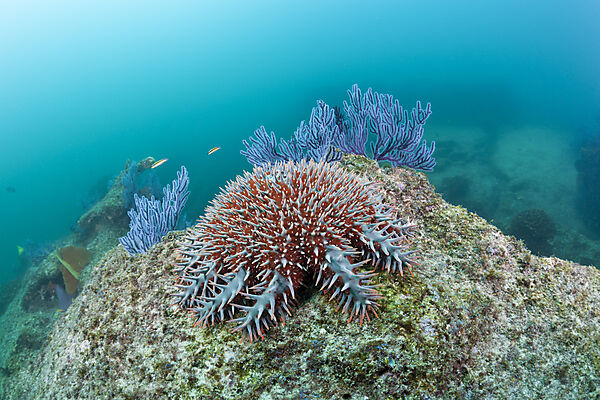 Crown-of-Thorns Starfish on Coral Reef